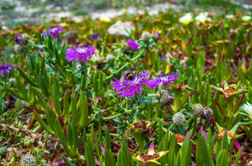 Obraz premium A bumblebee pollinates purple flowers Psephellus sp. on the sea coast, Portugal