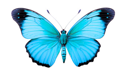 Beautiful blue butterfly isolated on white background. Watercolor. graphic design element. Template...