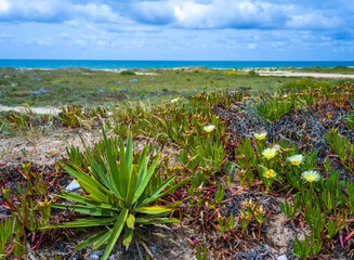 Carpobrotus edulis, Crassula lycopodioides and other salt tolerant succulent plants on a sandy beach along the Atlantic Ocean, Portugal