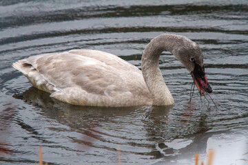Fototapeta premium White Swan eating grasses in the rain
