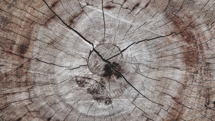 Light brown old hard wood with cracks, natural cross-section of a tree for abstract  Horizontal...