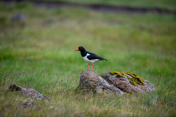 Side view of black and white feathered and orange-billed oystercatcher standing on rocky surface in Iceland
