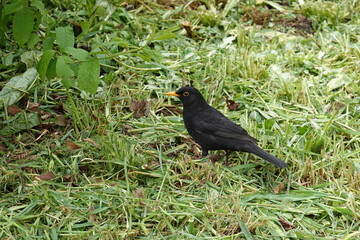Merle noir dans l'herbe