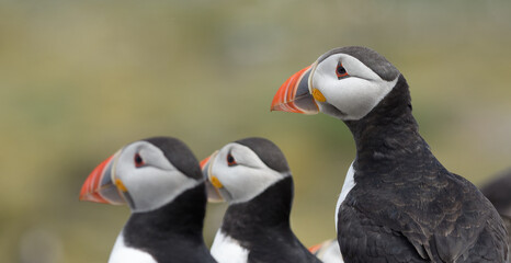 Puffins on Staple Island, Farne Islands, UK