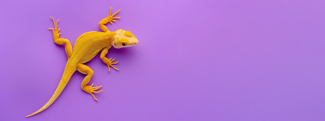 Little yellow lizard on purple background, banner. - obrazy, fototapety, plakaty