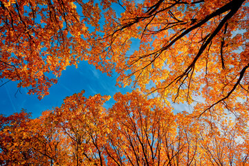 Autumn colorful crowns of trees against the blue sky. - 774199374