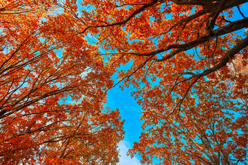 Autumn colorful crowns of trees against the blue sky. - 774199518