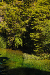 Fototapeta na wymiar Reflection on Rio Manso river of Route 40 in autumn, green and yellow colors reflected in a clear water. Patagonia Argentina