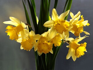 pretty yellow daffodils as plants and flowers of early spring