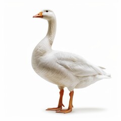 Goose on a white background, a domestic goose.