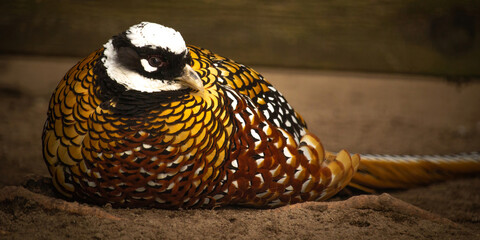 Male Reeves's Pheasant, Syrmaticus reevesii,