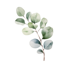 Watercolor drawing eucalyptus baby blue branch isolated