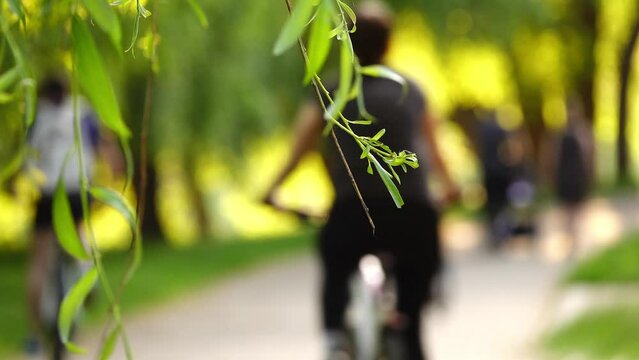 Green branches of willow are illuminated by sun. Mosquitoes flies. People walk and ride bicycle in summer green city park.
