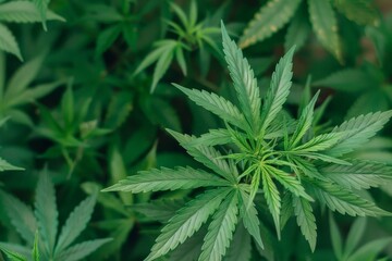 A fresh cannabis plant with vibrant leaves basks in the soft morning light.