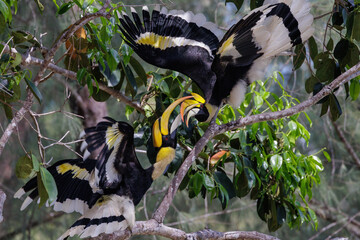 Couple of great hornbill in love, fighting ! - 774206594