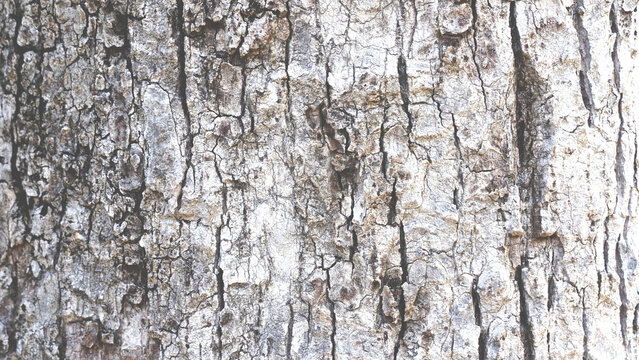 Pattern of dried light brown bark wood.Cracked wood texture big tree surface.Template for design.Abstract nature background.Beautiful pattern.Space for work.Banner.Wallpaper.Selective focus.