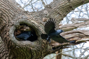 Jackdaw, Corvus monedula, flying from its nest in an oak tree