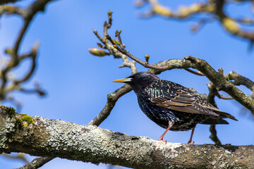 Starling alert and watchful in a tree in springtime