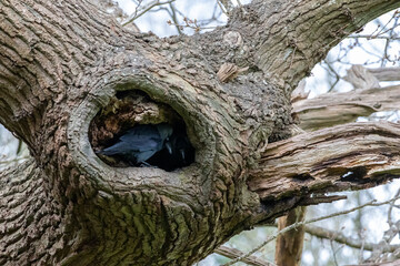 Jackdaw, Corvus monedula, at the entrance to its nest in an oak tree