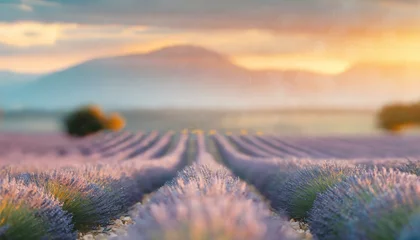Foto op Canvas Beautiful blooming lavender flower fields landscape.  Pastel colours, golden sunset light.  © Kati Lenart