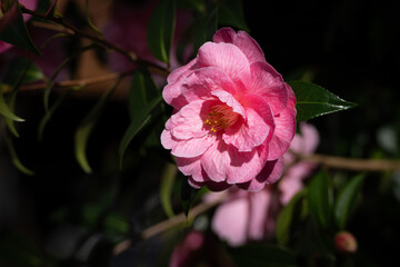 Pink Camellia in Full Bloom in East Grinstead