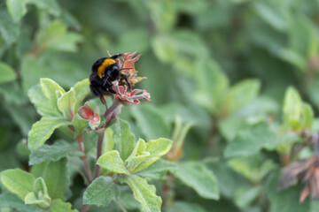 Bumble Bee feeding on a Cistus plant