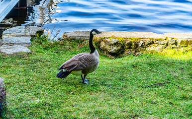 Cranberry Lake Goose 2
