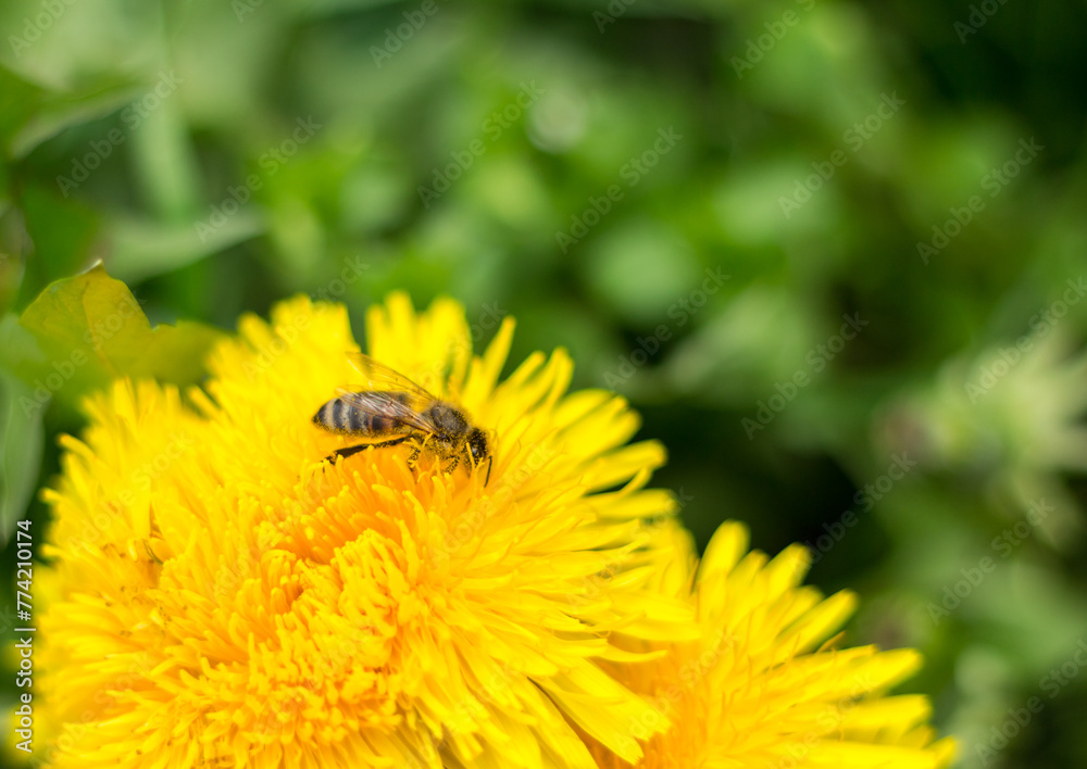 Wall mural a bee on a dandelion