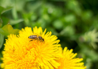 a bee on a dandelion