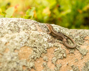 a lizard on a stone..