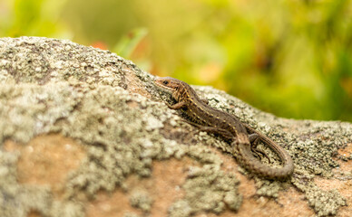 a lizard on a stone..
