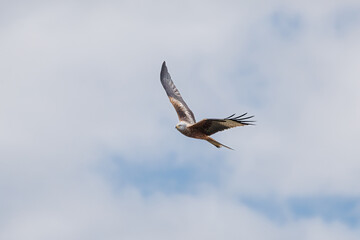 A Red Kite (Milvus milvus) in flight against a cloudy sky.