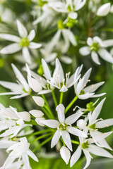 Wild garlic blossoms and leaves, vertical