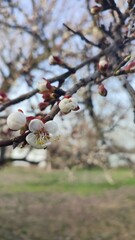 blossom in spring