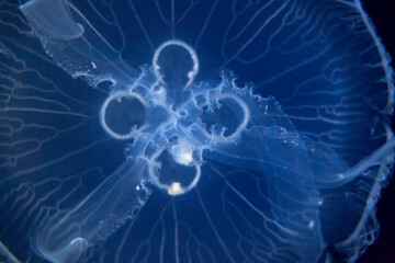 Closeup view, of a jellyfish illuminated against a dark blue background, highlighting its intricate...