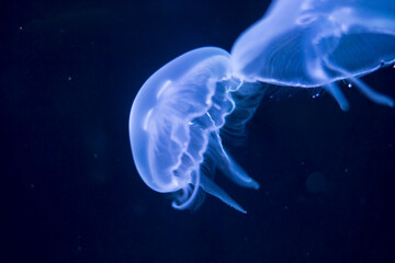 Closeup view, of a jellyfish illuminated against a dark blue background, highlighting its intricate...