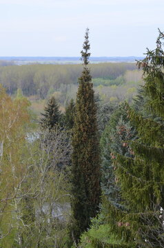 Čerevic is a settlement in Serbia in the municipality of Beočin in the Juznobački district. The village is located along the Danube and at the foot of Fru&scaron;ka Gora.