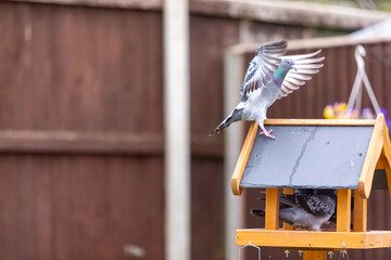 Pigeon on a bird feeder, Image shows the wild bird on a wooden garden bird feeder with two pigeons 