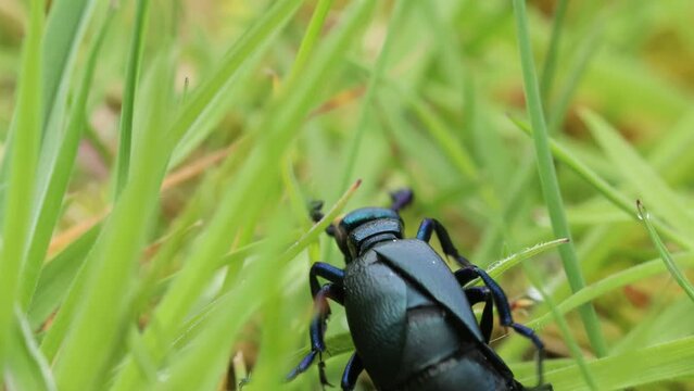  M&auml;nnlicher Schwarzblauer &Ouml;lk&auml;fer (Meloe proscarabaeus) krabbelt im Gras
