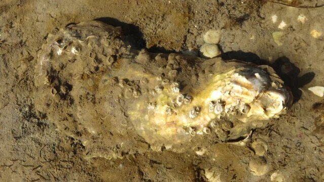 Pazifische Auster (Magallana gigas) mit lebenden Seepocken im ostfriesischen Watt
