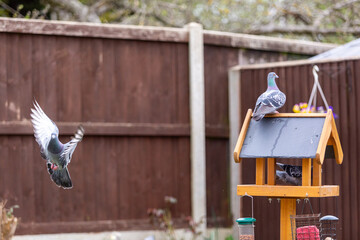 Pigeon on a bird feeder, Image shows the wild bird on a wooden garden bird feeder with three pigeons 
