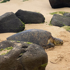 Sea turtle on sandy beach in Hawaii, among stones and seaweed