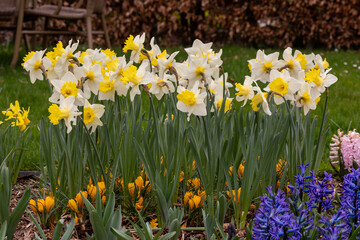 Fototapeta premium daffodils in the garden
