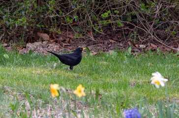 Blackbird (Turdus merula) in a meadow