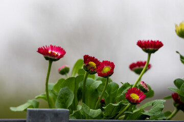 Bellis perennis is a genus of flowering plants in the daisy family. © Karina