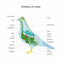 Bird internal organs anatomy scheme.Bird inner anatomy scheme to study.The illustration shows basic...