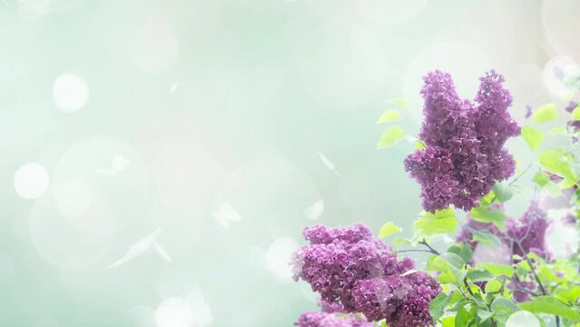 Bush of of Lilac flowers border on green bokeh background