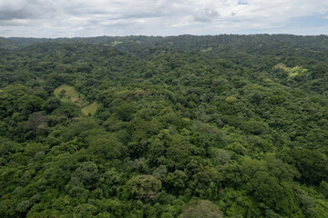 Green environment jungle background