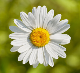 Close-up of daisy flower on meadow. Top view.