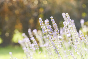 Lavender flower blooming scented field. Bright natural background with sunny reflection.	